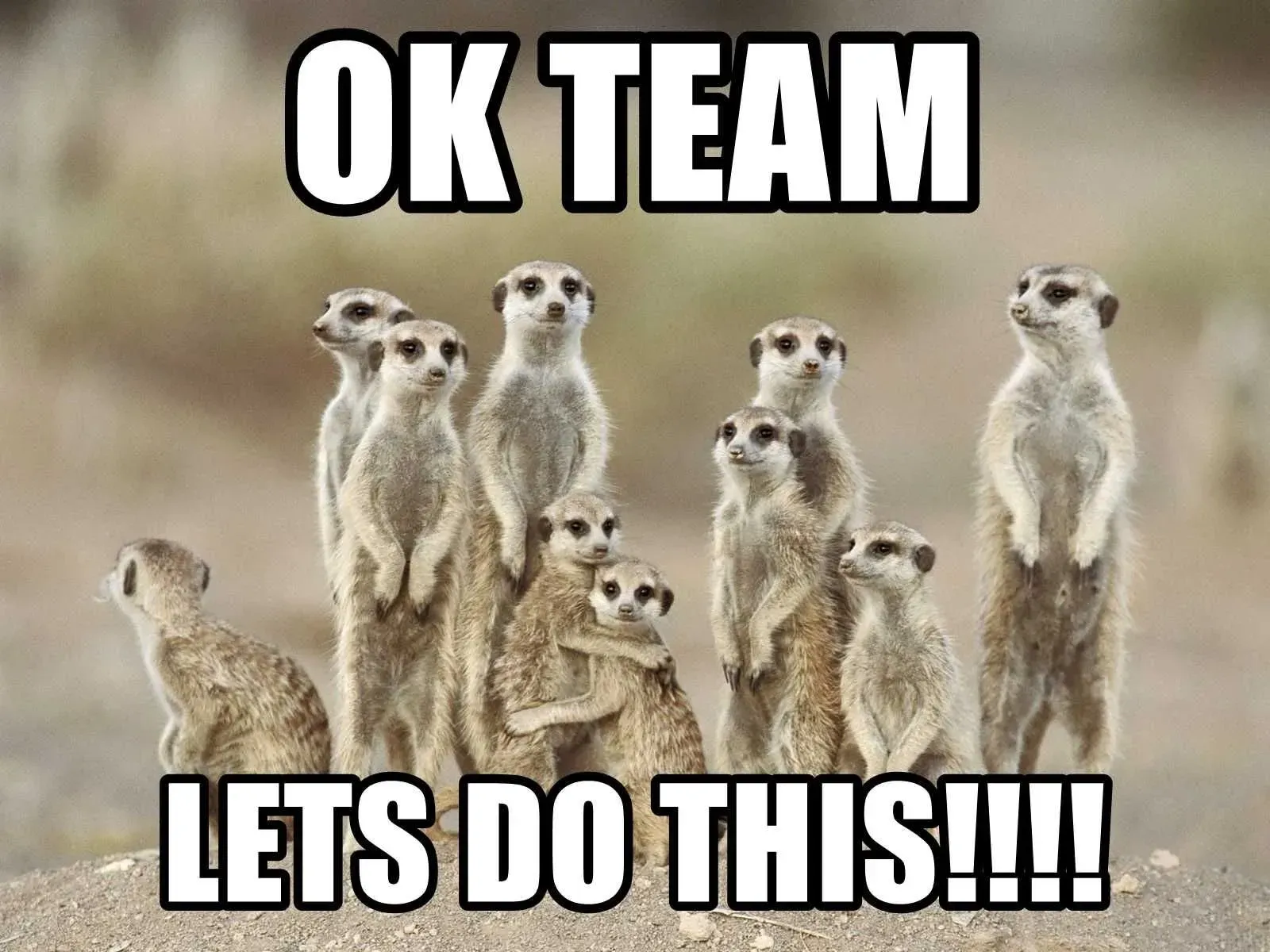 Meme: a group of meerkats captioned “OK team, lets do this!!!!”
